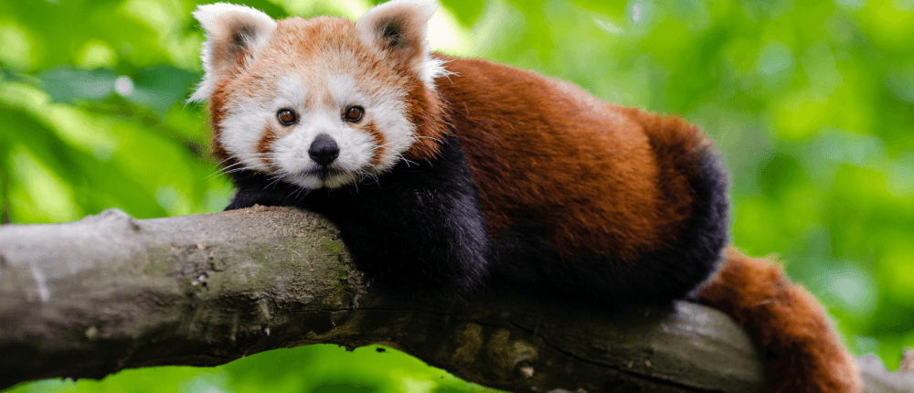 Zoo de Beauval